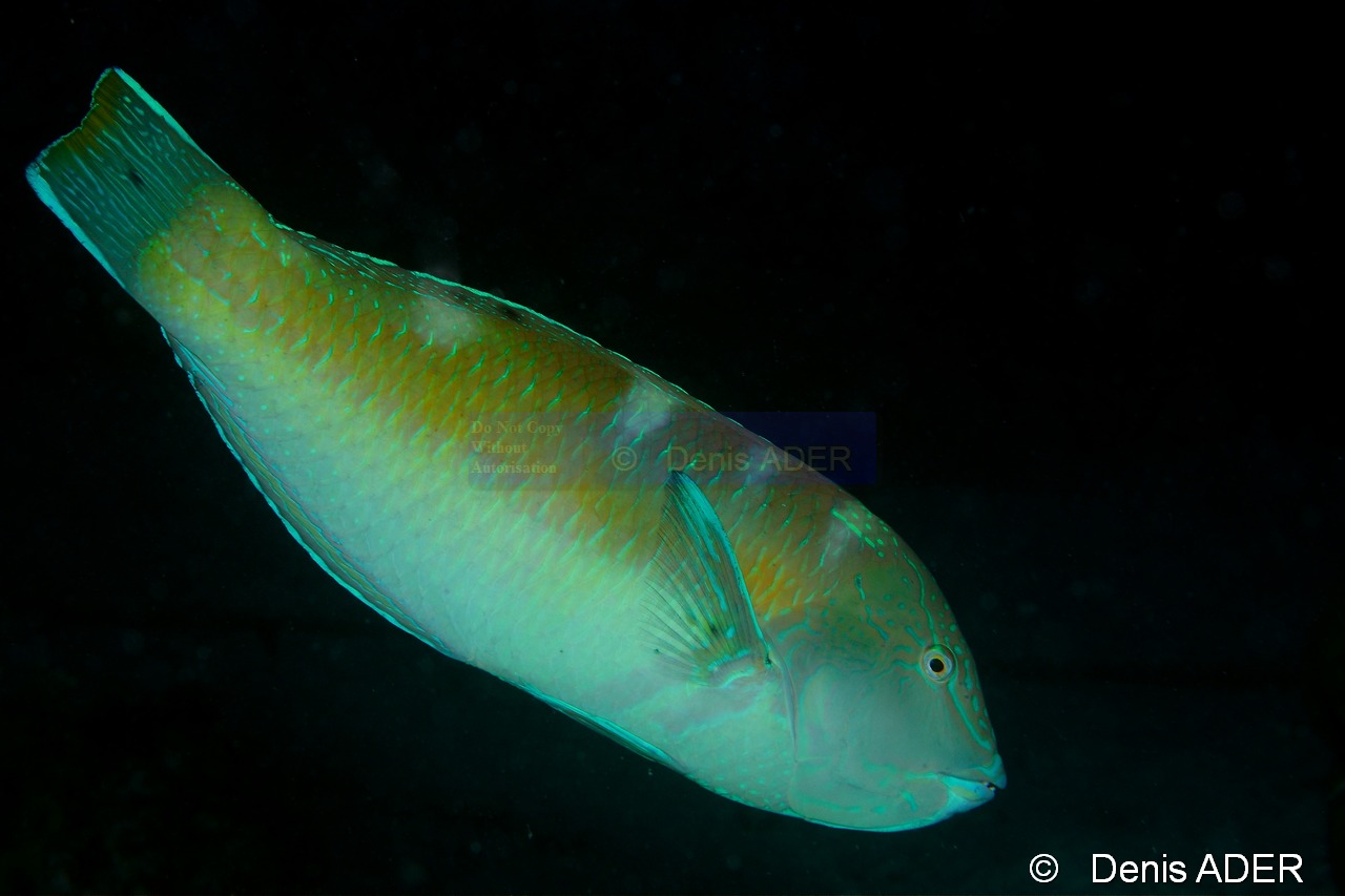 Halichoeres-radiatus-Bonaire Buddy Reef-3m-20180218nuit-Denis-ADER-DSC_6447_tn.jpg
